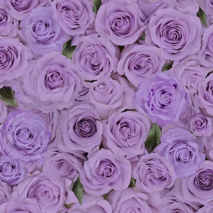 PACKED ROSES, Purple